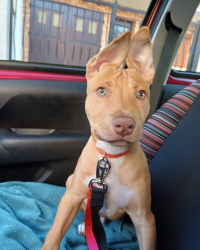 Brigade Animale Bénévole | BAB tweet media