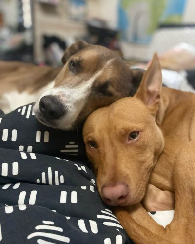 Brigade Animale Bénévole | BAB tweet media