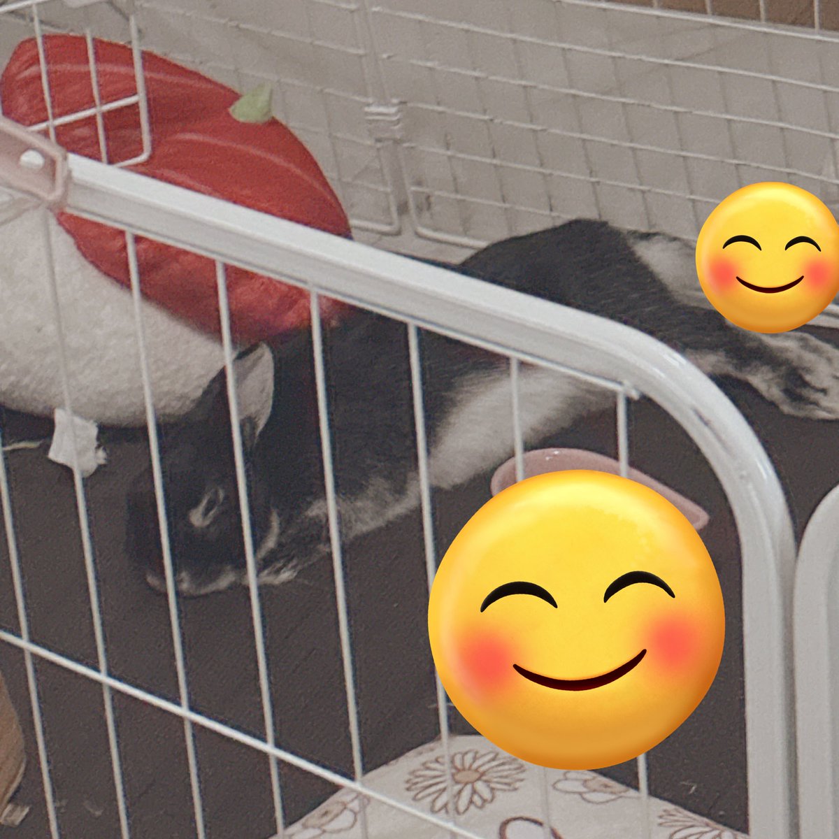 我が家のうさぎ、ご飯食べたあとすーぐこれ おなかいっぱいなると