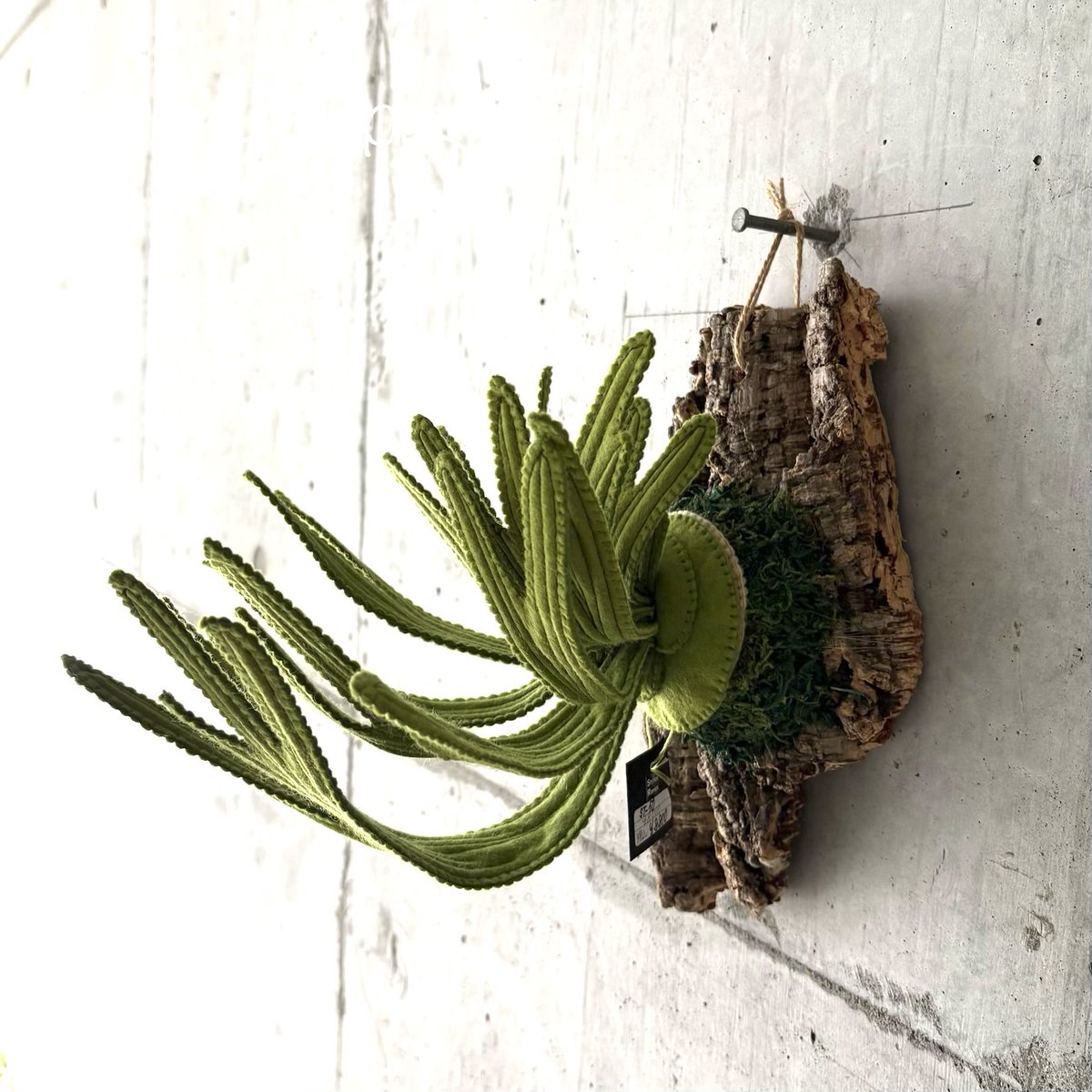 🌵ビカクシダです
樹皮コルクに着生させて納品しました
#fakegreen #platycerium
#stitchripper #スティッチリッパー
デザートプランツ《 <a href="/DesertPlants363/">Desert Plants @経堂の植物屋</a> 》
▫️世田谷区宮坂3-6-3-1F
▫️小田急線&amp;千代田線 経堂駅3分
▫️12:00~19:00
▫️店休日:(水)(木)+不定休（祝日営業）