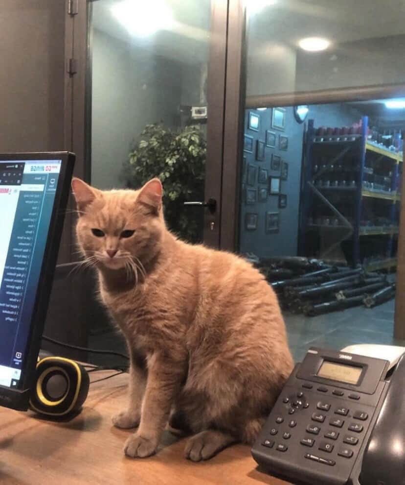 "2 KEDİ BİLEREK GERİDE BIRAKILDI İSTANBUL Ev kedisiydiler Sokağı bilmiyorlar
Kaçmayı, korunmayı hayatta kalmayı öğrenmediler kimse evini açmadı
SOKAĞA BIRAKILACAKLAR ACİL ÖMÜRLÜK  YUVA ARIYORLAR  Farklı şehirlere ücretsiz güvenli nakli sağlanır 05452906734 facebook.com/photo/?fbid=13…