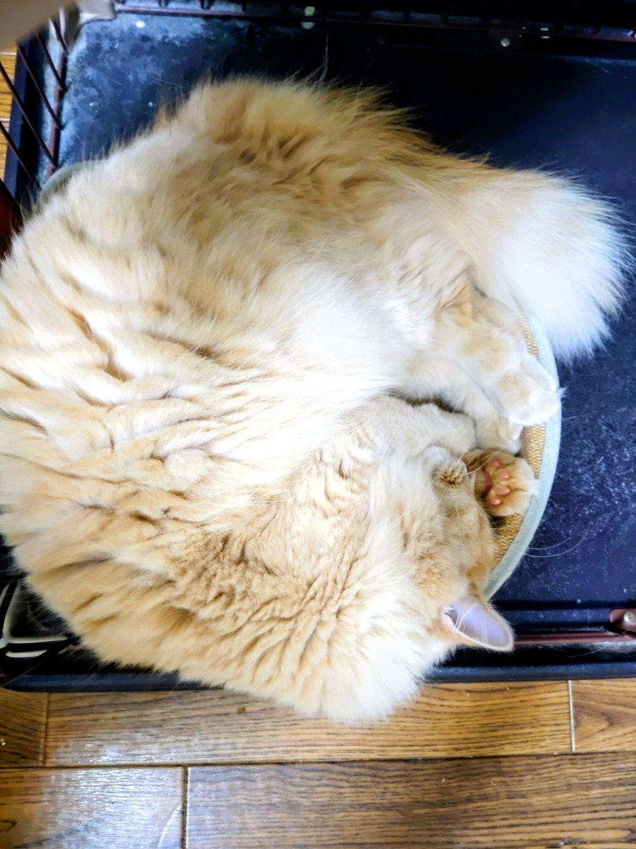daikichimaruhan's tweet photo. #猫のいる暮らし 
モフモフの満月🌕 https://t.co/umSPAGfVcH