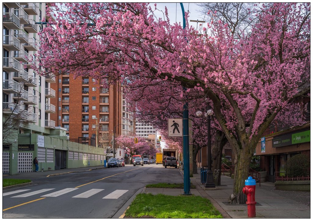 TheChaosWeeber's tweet image. This picture was taken in Victoria BC yesterday btw