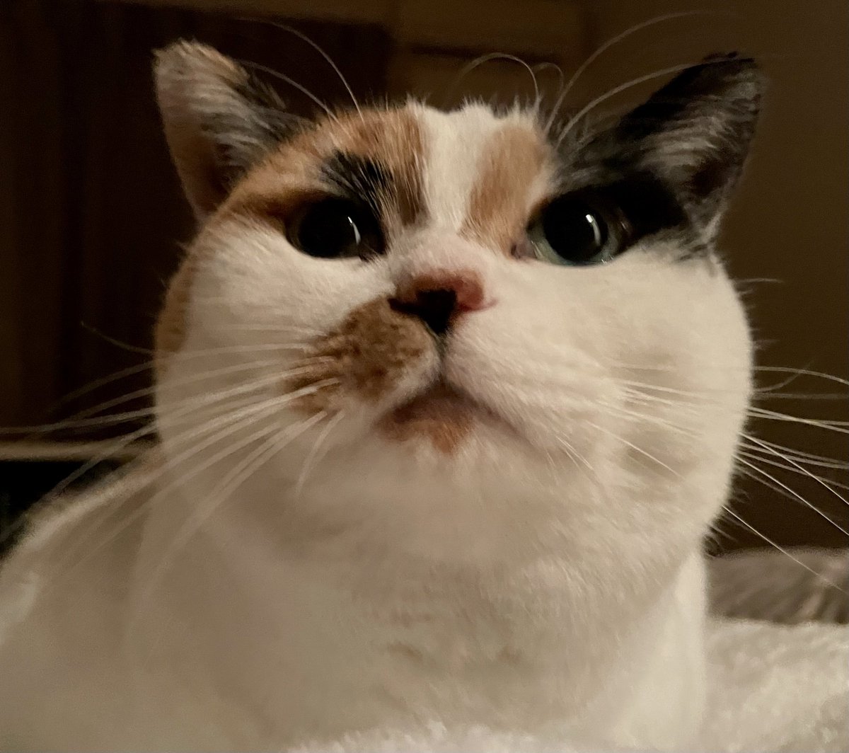 にゃんころもち (@sakura_nyancolo) / Posts / X