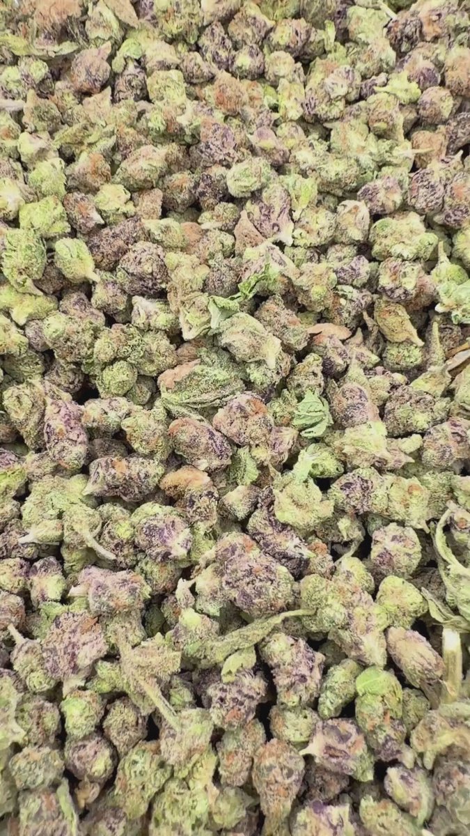 Cportmerch's tweet photo. https://t.co/skTi9kjMeH
Adult Use Only 21+ ⚠️ 
10% off #THCAKing discount code 
Blueberry Pancakes #THCA Indoor Micros
Don't let the size full you... these indoor THCA micros are tiny nuggets with loud manners. #BlueberryPancakes comes in swinging with a straight-up breakfast bar nose.

This #indica-leaning hybrid has a sweet terpene profile that will keep you coming back for more.
#BulkThcaFlower #hemp #Flower #CheapTHCA #WholesaleThca #discountcode