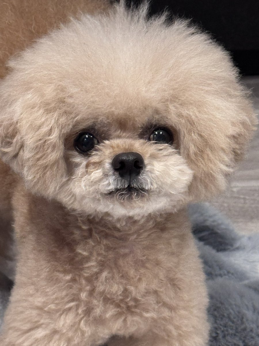 HimeHei2's tweet photo. オヤツくだしゃい🐶 https://t.co/O117dWrBBj