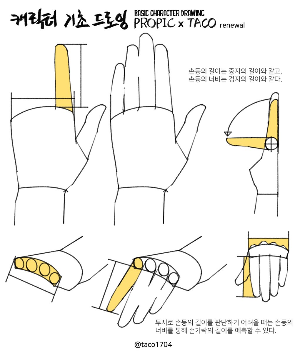 손등의 길이는 중지의 길이와 같고, 손등의 너비는 검지의 길이와 같다. 
(투시로 손등의 길이를 판단하기 어려울 때 손등의 너비를 통해 손가락 길이를 예측한다)