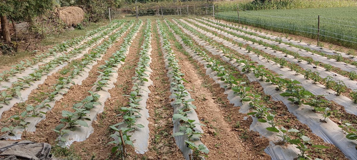 *દાહોદમાં મશરૂમ અને સ્ટ્રોબેરીની ખેતી કરી વાર્ષિક ૪ લાખથી વધુની આવક, આપણા વડવાઓ ખેતીમાં રાસાયણિક ખાતર કે દવાનો ઉપયોગ કરતા ન હતા જેથી તેઓ ૧૦૦ વર્ષથી વધુ તંદુરસ્ત જીવન જીવતા હતા : પ્રગતિશીલ ખેડૂતશ્રી સુથાર ચંદ્રસિંહભાઈ* <a href="/InfoGujarat/">Gujarat Information</a> <a href="/CollectorDahod/">Collector Dahod</a> <a href="/DahodDdo/">DDO Dahod</a>