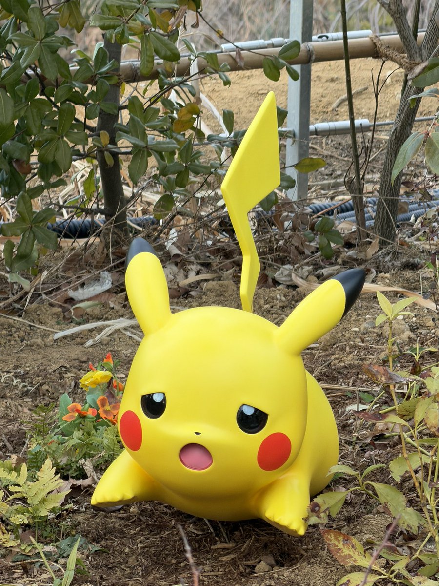 ポケモンフォレストのピカチュウたちの中に、撮る角度によってマダツボミに頭吸われてるピカチュウいた🤣
ほかの子もみんな表情豊かで楽しい😂
#ポケパークカントー