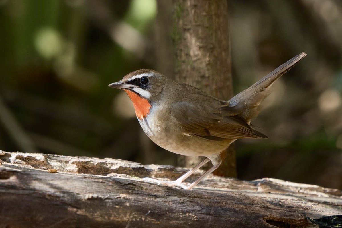 Alan Davies tweet media