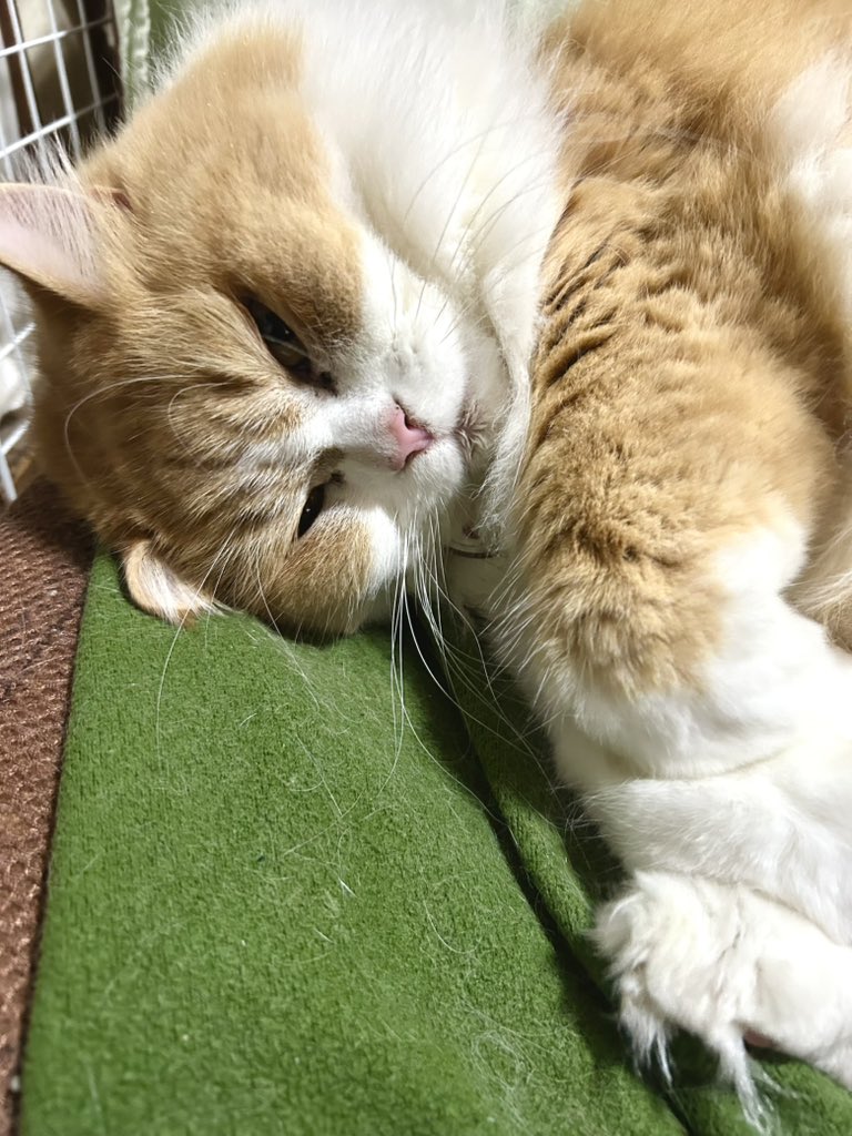 hachiware050300's tweet photo. https://t.co/M50hWAyp9w