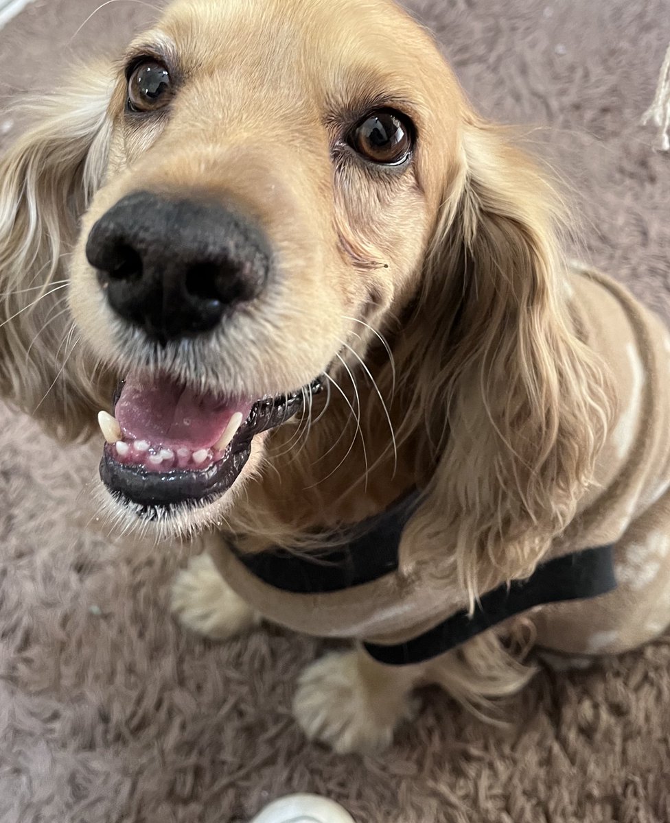 BethBaeh's tweet photo. Ahí anda el pishi Roni. Llegó a mi vida xq la dueña ya no lo quiso. Yo digo que es clon pero dicen que si lo compraron en una tienda de cockers pero siento que les dieron gato x liebre 😂 7 años cumple en abril y en agosto 6  de haber llegado a la familia https://t.co/NZkvO3ABcB