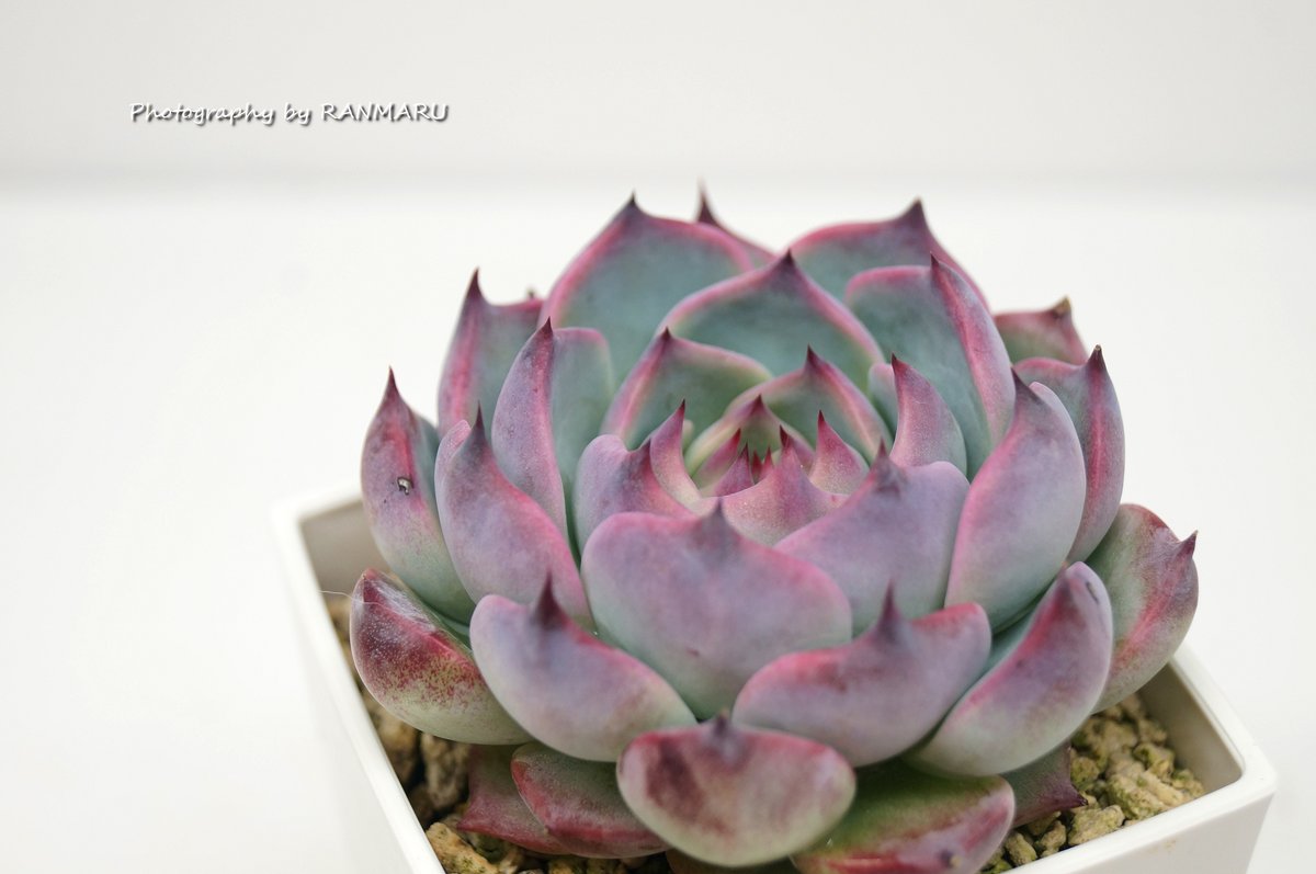 RANMARU (@sakakkykazu) / Posts / X