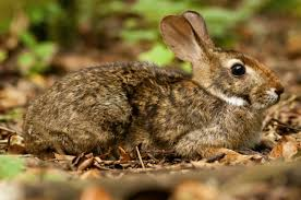 jack10929's tweet image. Tapiti (Sylvilagus brasiliensis)
Brazilian rabbit species in danger of extinction