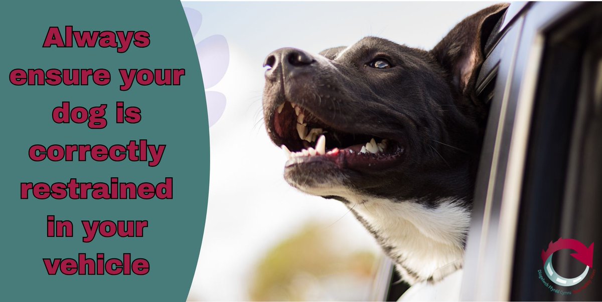 RoadSafetyWales's tweet image. 🐶🚗Quick reminder: Dogs should be restrained in cars too.🐾

Unrestrained dogs can be injured in sudden stops or become a dangerous distraction. A proper harness, seatbelt, or crate keeps everyone safer.🚙

Buckle up your best mate, it could save a life. 🐾💛

#DogSafety