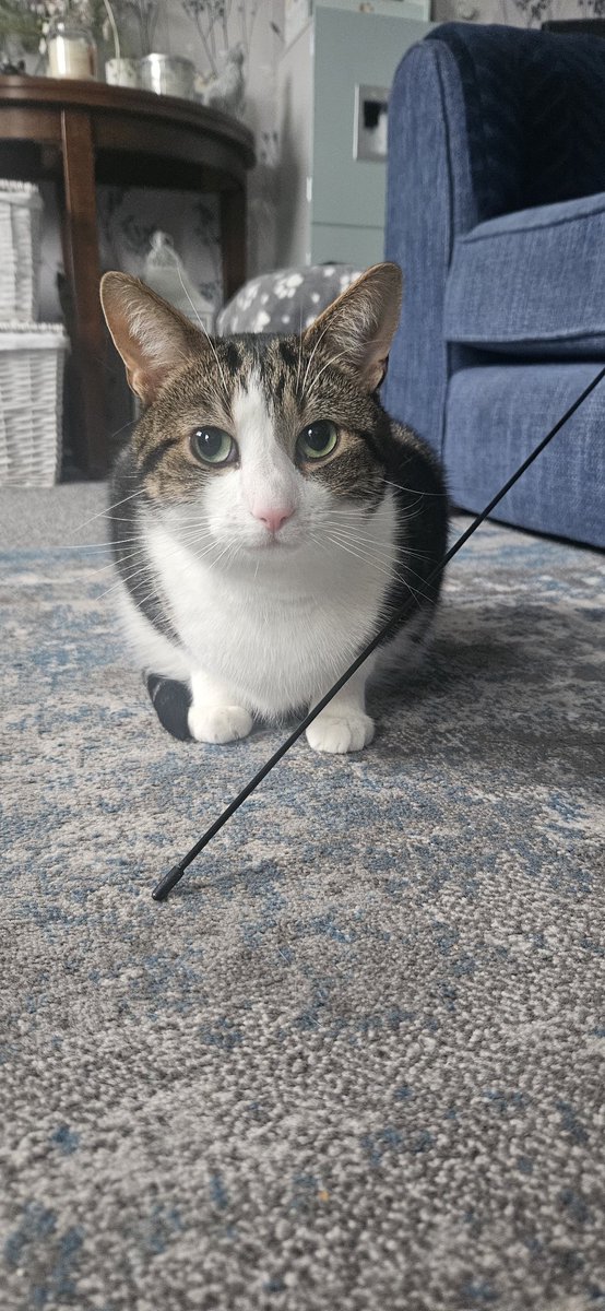 One of our rescue cats Teddy, he will only playwith this stick !! Hes obsessed with the end of it, has numerous other toys but only likes this?? 😂
