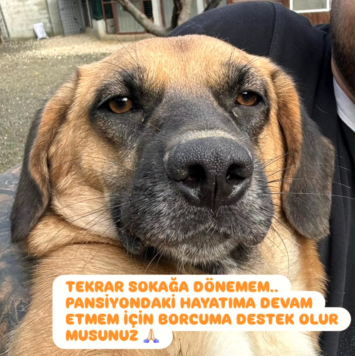 TEKRAR SOKAĞA DÖNEMEM. PANSİYPNDAKİ MUTLU HAYATIMA DEVAM ETMEM İÇİN YARDIMLARINIZA İHTİYACIM VAR 🙏🏻