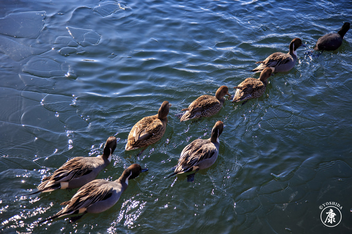 タケコプター (@200cmyk) / Posts / X