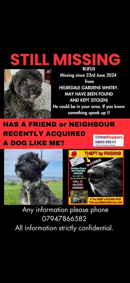 rosiedoc666's tweet image. RUFUS IS STILL MISSING 
23/6/24 
#Whitby 
Was he found and kept? 
(STOLEN) ( #Theftbyfinding ) 

Has a neighbour suddenly acquired a dog that looks like me? 💔
@RachaelB100 @qu1ncey @BitofDecorum @02031961pat @The_Animal_Team @MillieOTLFP @karensarah66 @HumphriesRita @LisaLisaw1