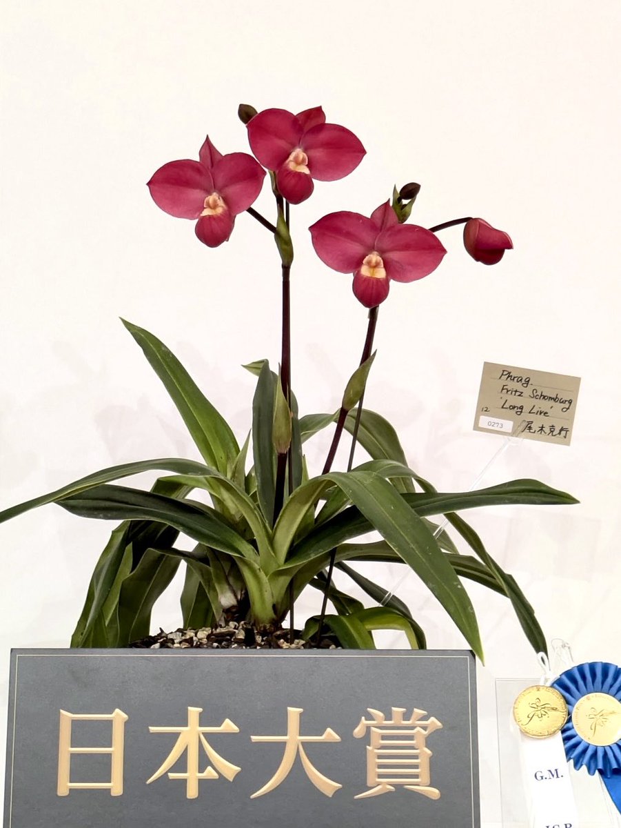 カナデルエンゲイ (@R_musicalis) / Posts / X