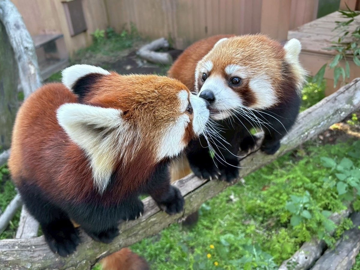 てけてけ (@teke103) / Posts / X