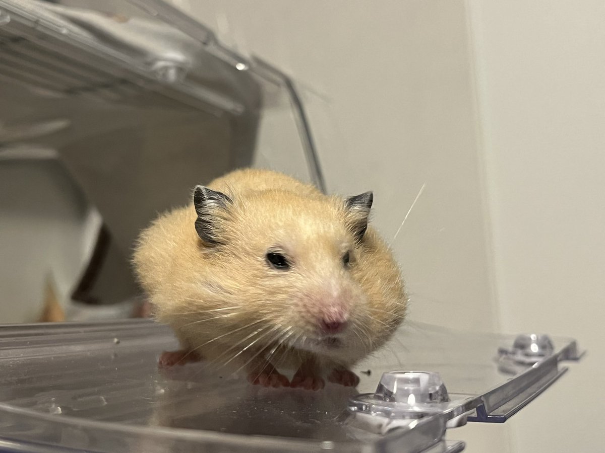 百獣の王 (@daitokaisaitama) on X