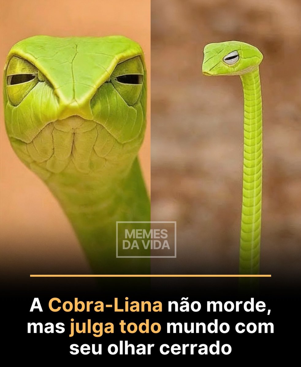 rolealeatorio's tweet image. hm