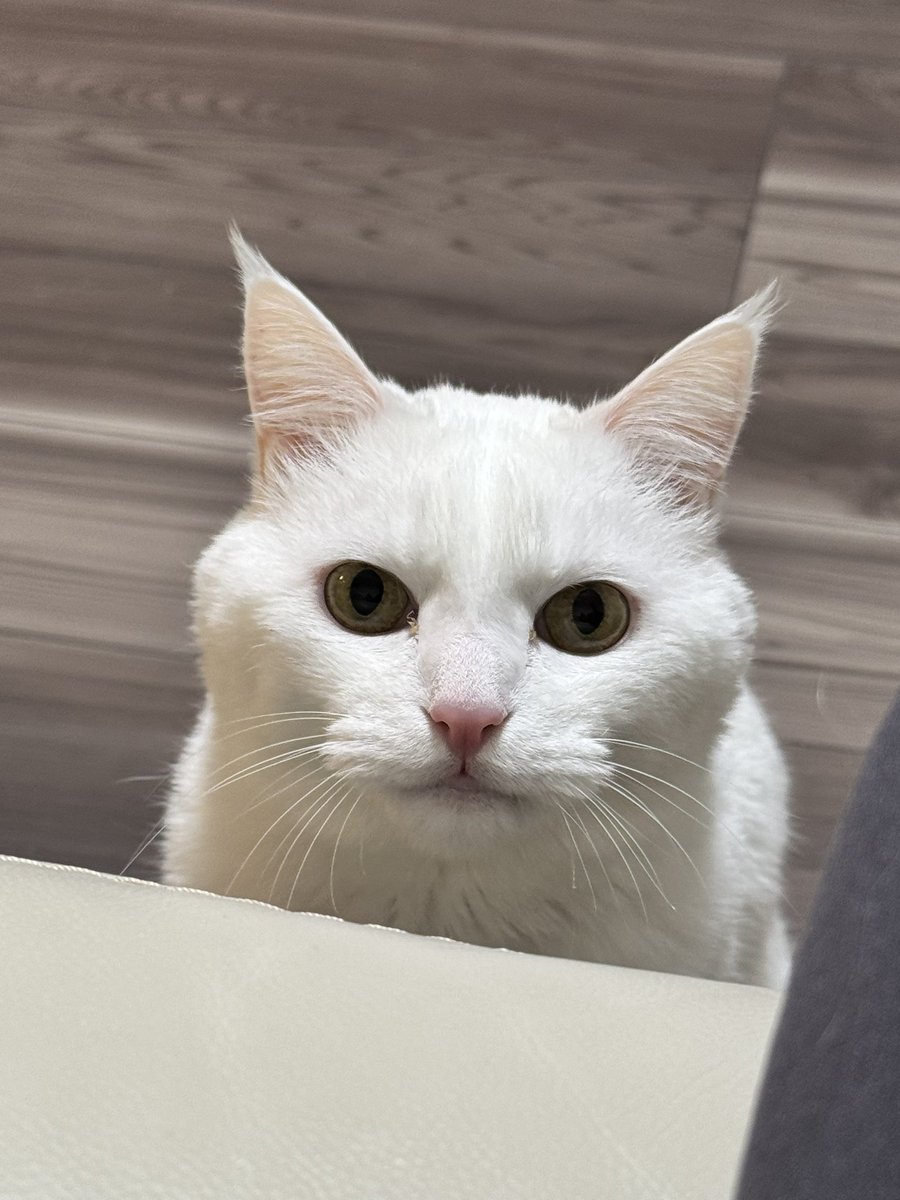 ハク様 (@hakusama0906) / Posts / X