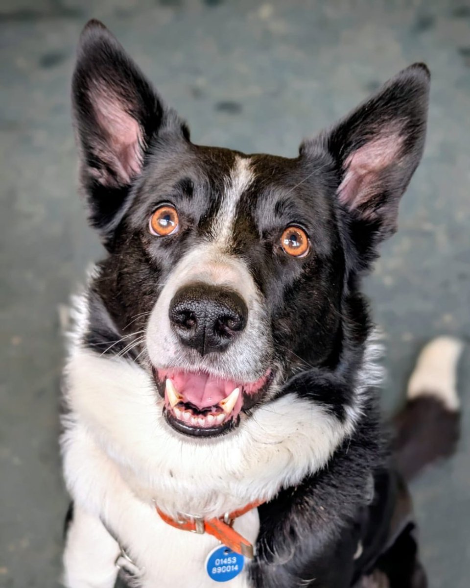 cotsdogscats's tweet image. Smile Check 😁

Yep… these smiles passes with flying colours.

 #DogSmile #HappyDog #FurryFriend