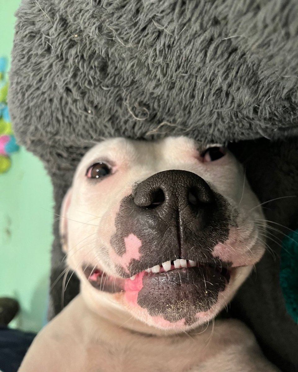 cotsdogscats's tweet image. Smile Check 😁

Yep… these smiles passes with flying colours.

 #DogSmile #HappyDog #FurryFriend