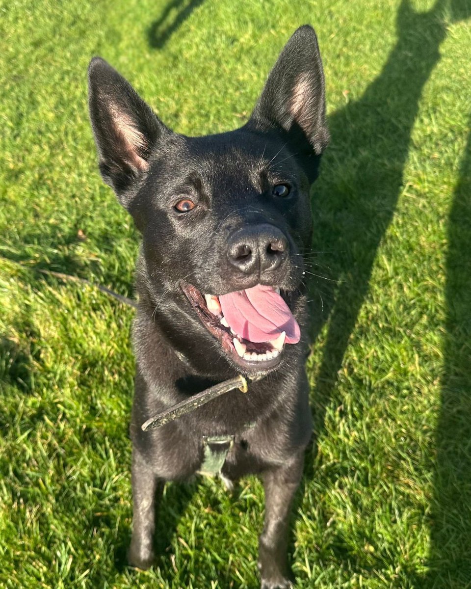 cotsdogscats's tweet image. Smile Check 😁

Yep… these smiles passes with flying colours.

 #DogSmile #HappyDog #FurryFriend