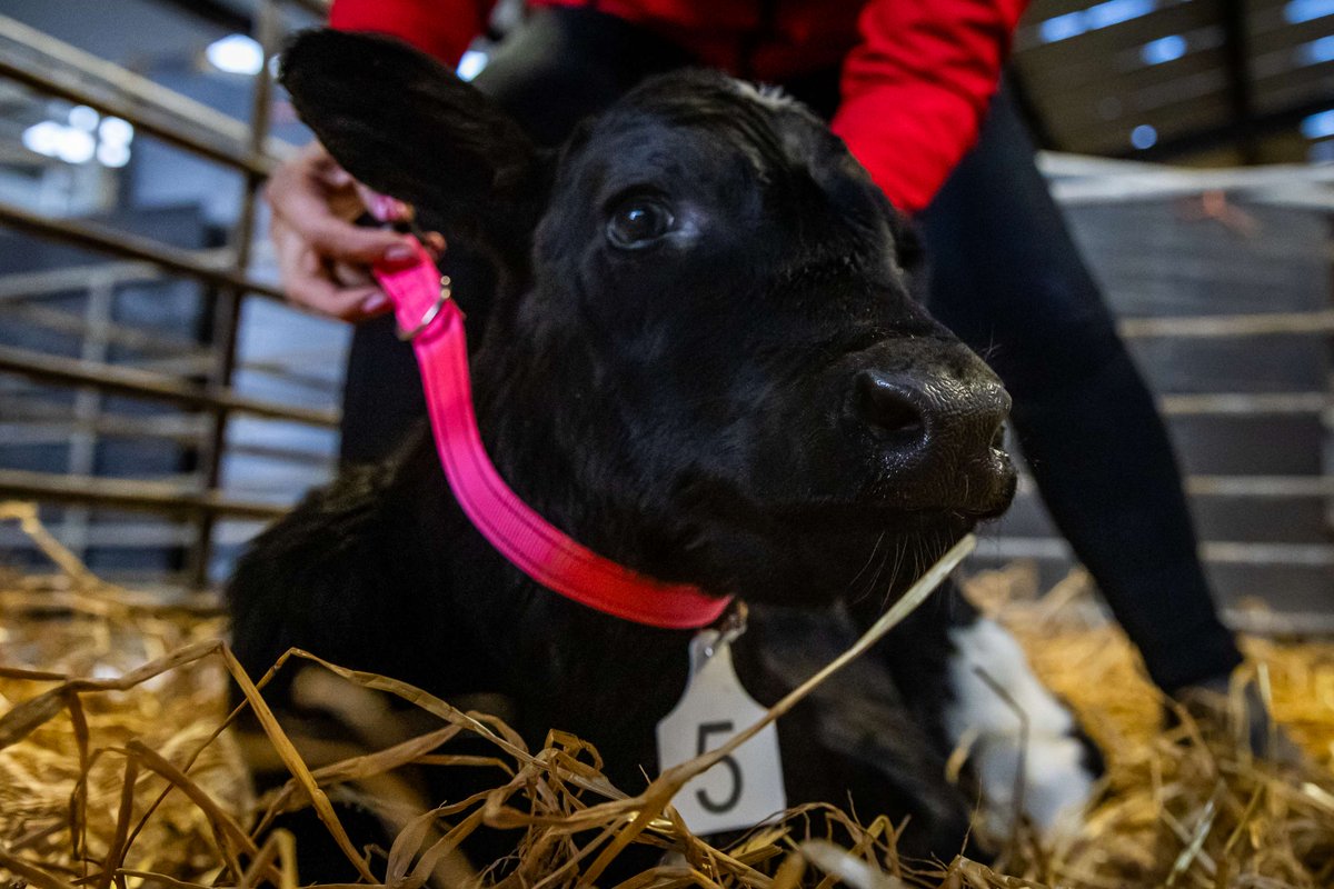 Cormac Tagging 🐄🐏 🏷 tweet media