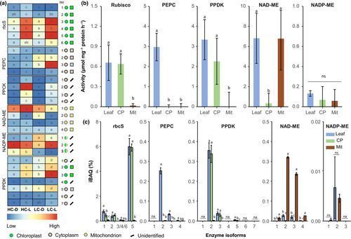 NewPhyt's tweet image. Three CO2-concentrating mechanisms are integrated in a single #leaf of an #aquatic plant

📖 nph.onlinelibrary.wiley.com/doi/10.1111/np…

👆 A #Commentary by Genki Horiguchi on this article by Jiang et al. 
👇

📖 nph.onlinelibrary.wiley.com/doi/10.1111/np…

#LatestIssue