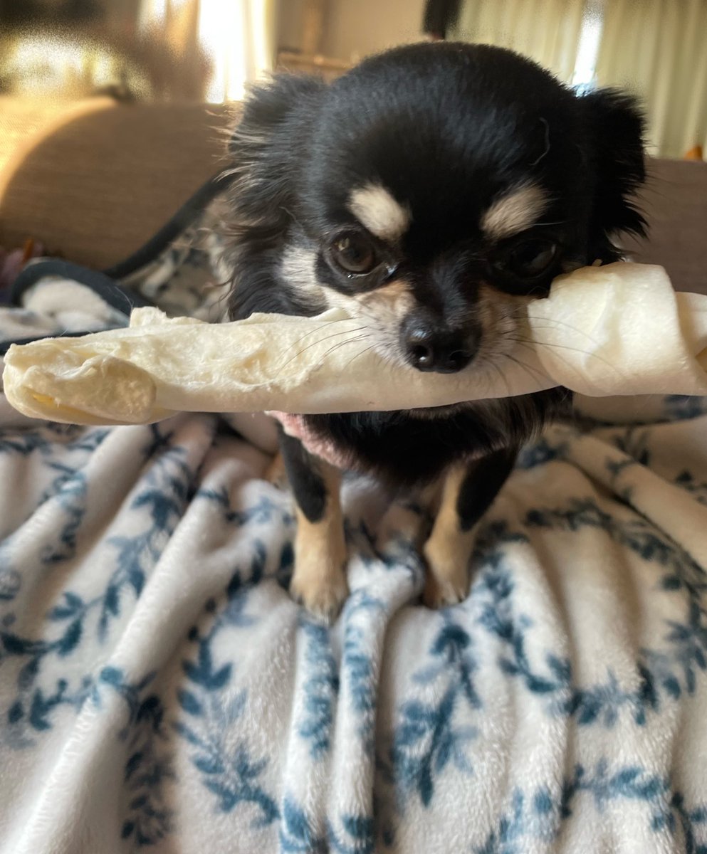 このガムは私のよ😠❗️
すもも、噛む力が強くて小型犬用だと怖いので、大型犬用を😅
それでも結構ほどいて食べちゃうから、小さくなった所は心配で回収💦
ごめんよー💦
#チワワ　#チワワのすもも　#仲良しワンコ