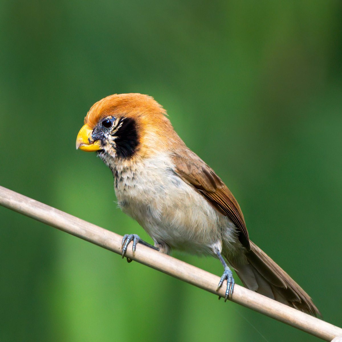 Mohit Mehta tweet media