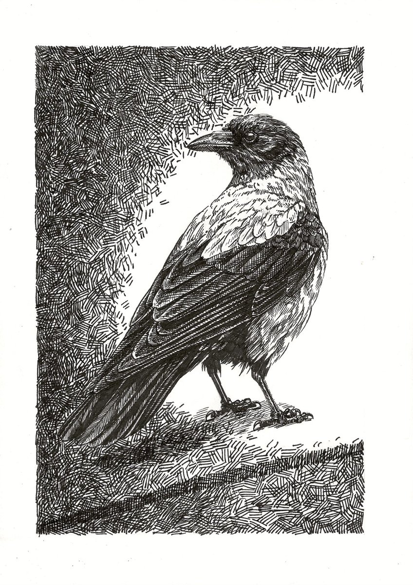 Bij deze vogel begon alles. Op de voorkant van Puur Natuur stond een bonte kraai afgebeeld. Ik werk verliefd en begon dankzij die bonte kraai weer te tekenen. 

‘Bedankt voor het licht’ 
29,7 x 21 cm
Inkt op papier