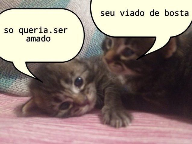 perfil dedicado a gatinhos e peitos tweet media