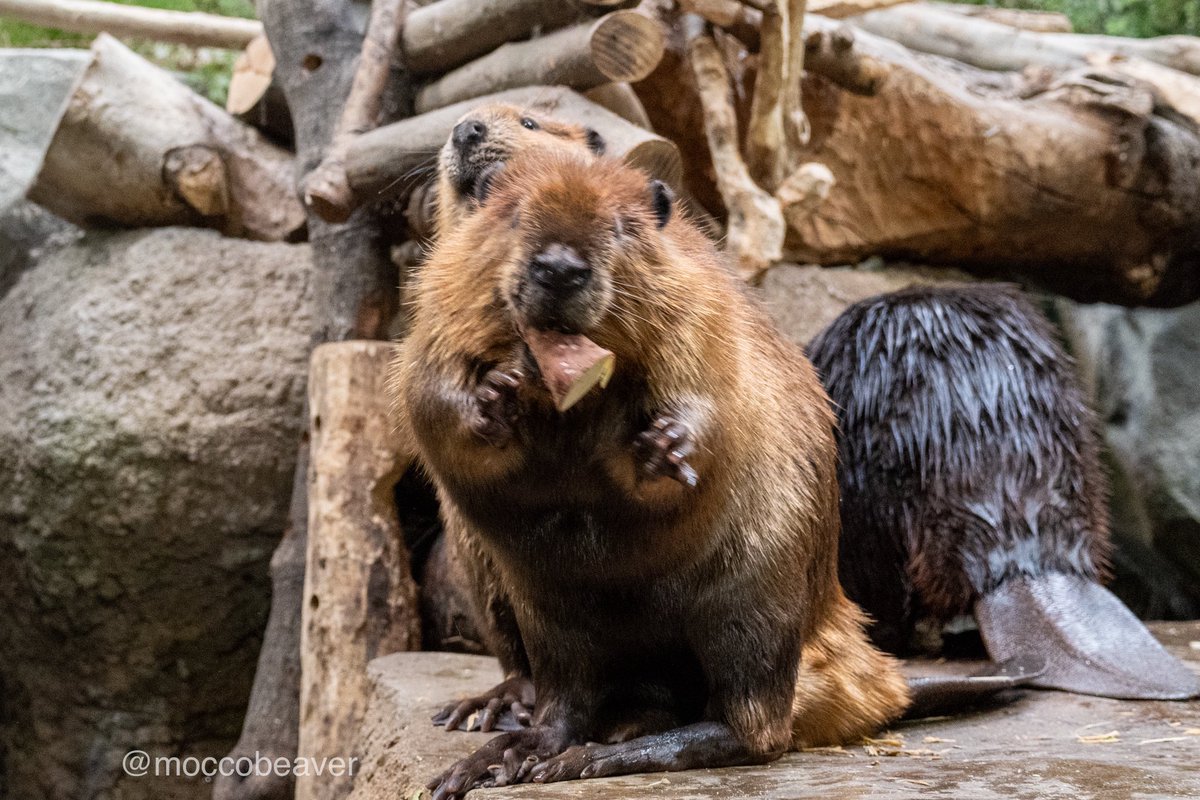 モーニングビーバー🦫 (@moccobeaver) / Posts / X