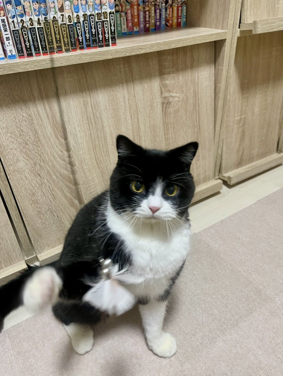 たろう (@taro20216) / Posts / X