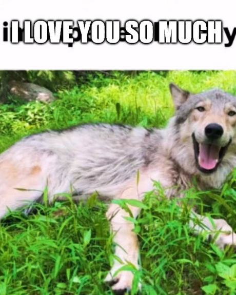 wolfd0gs's tweet image. 