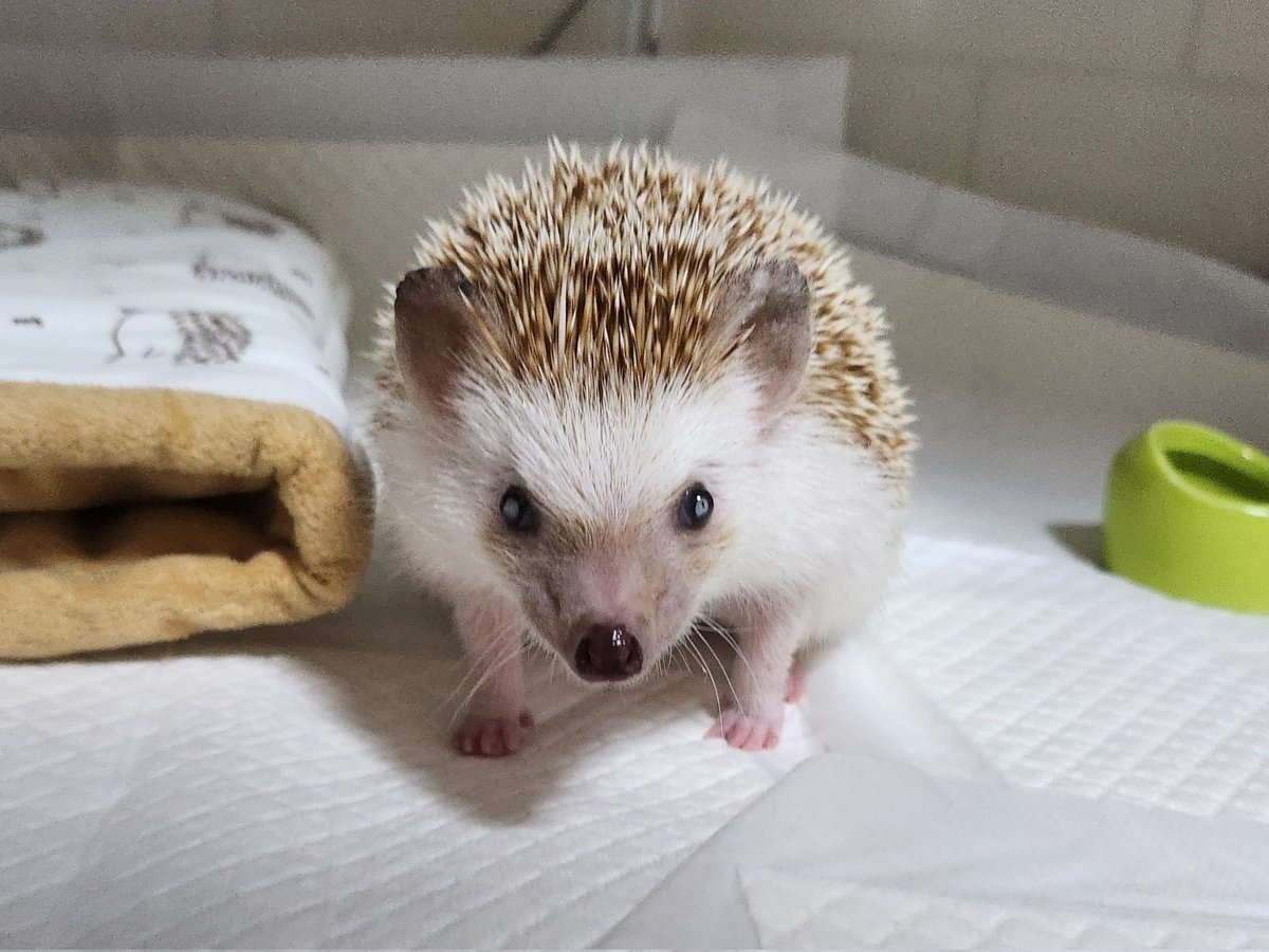 안녕하세요 보미 집사입니다.
소식이 조금 늦었네요.
보미는 2월 4일 오전 11시 20분경 도치별로 여행을 떠났어요. 오후에 바로 장례식 치뤄주고 잘 보내주고 왔습니다. 사실 그동안 투병하면서 많이 힘들었는데 응원해주신 분들 정말 감사드려요.