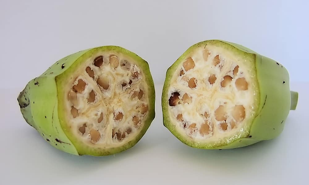 You will see chaotic people quip,

"But fruits have fibre"

"But fruits are natural"

"But fruits have vitamins"

Indeed, functional illiteracy is the worst form of ignorance.

The fruits you eat today are nowhere near being natural.

Natural fruits are:

• Seasonal: Modern