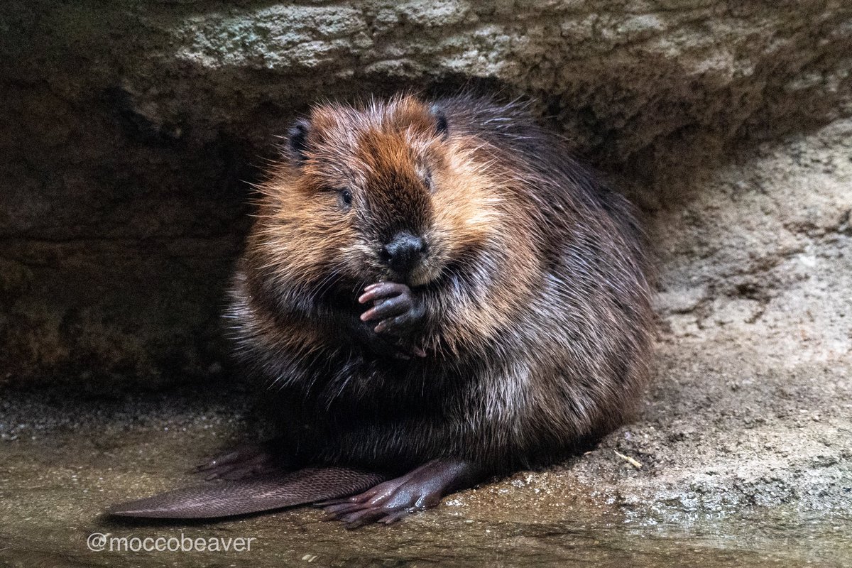 モーニングビーバー🦫 (@moccobeaver) / Posts / X