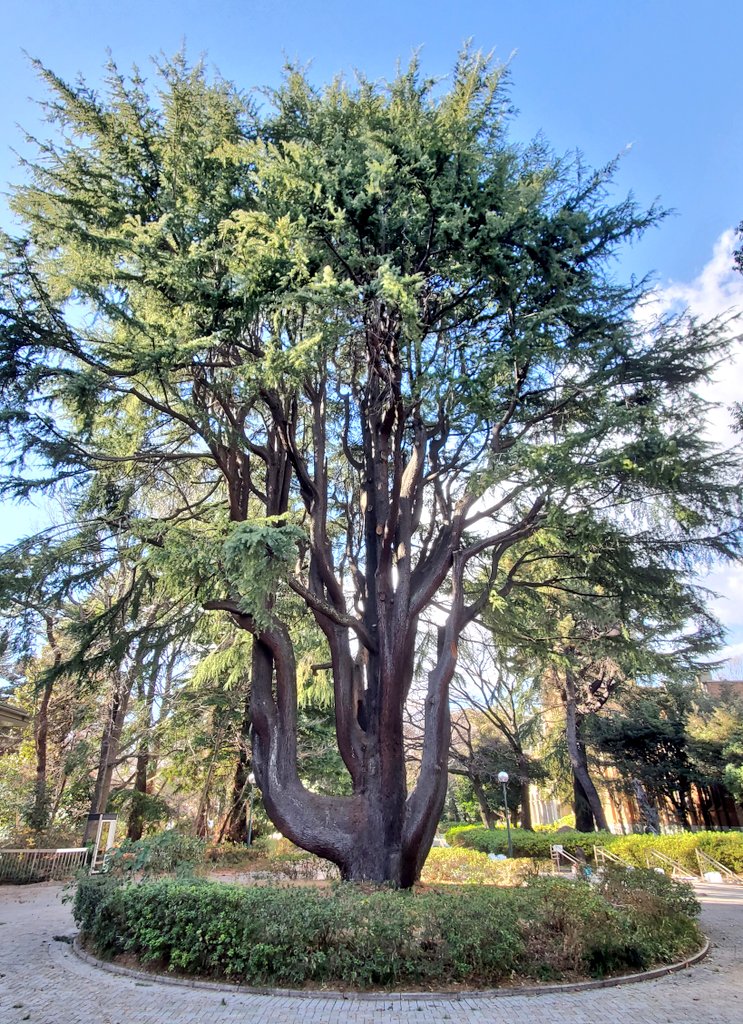 一昨日の母の入院の件、ご心配お気遣い♡RPなどありがとうございました🙇
入院２日目で既にせん妄あるし、動けず何も出来ずベッドの上なので…色々心配です。
夜中うちの家の周りで５人の男が植木鉢割ってたそう😱 何起因のせん妄なのかな：：

回復を願いつつ🙏
皆さまもゆっくり出来ますよう🍶