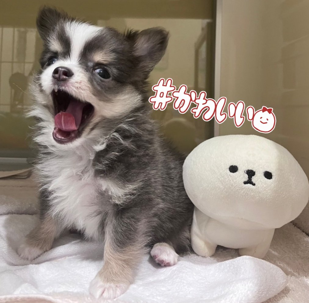 sugar707's tweet photo. 『ガオーー🐺』
#チワワ https://t.co/gdS2fZIPIT