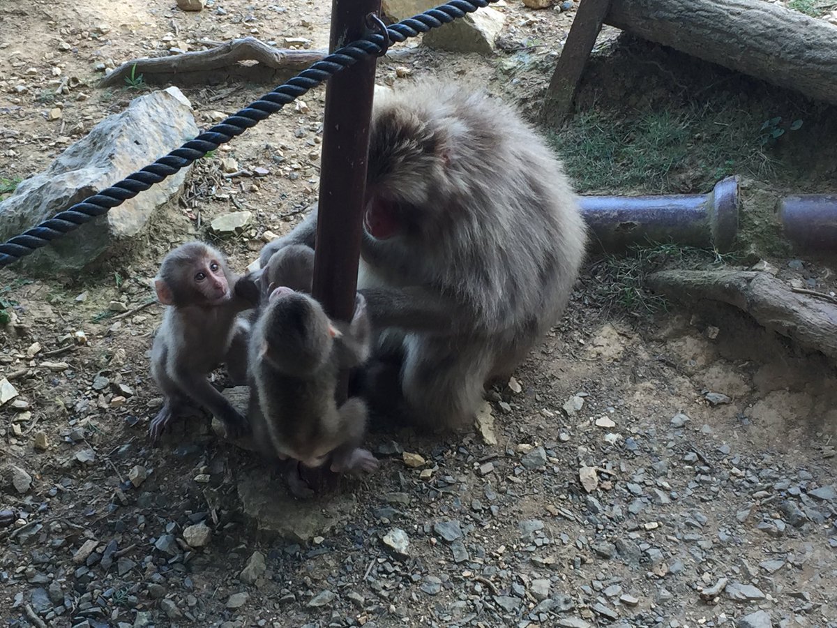 明日は卒論発表会です！
午前10時から午後5時までの長丁場ですが、今年度も面白い研究成果が目白押しです🐦

2025年度 理学部生物科学課題研究（霊長類行動生態学）発表会
日時：2026年2月6日（金）10：00～17：15
場所：理学部2号館 1階 第3講義室

#卒業論文　#ニホンザル　#嵐山　#馬術部