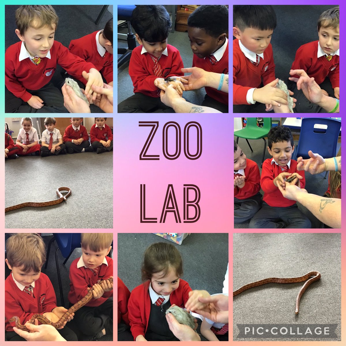 HughCatholic's tweet photo. 1W loved their visit from ZooLab this week! As a part of our Science unit Comparing Animals, they were able to classify the animals into their groups based on their key features. They met a tarantula, snake, gerbil, frog and a cockroach!
#ZooLab #handsonlearning #science https://t.co/G9Tf7dVfR7