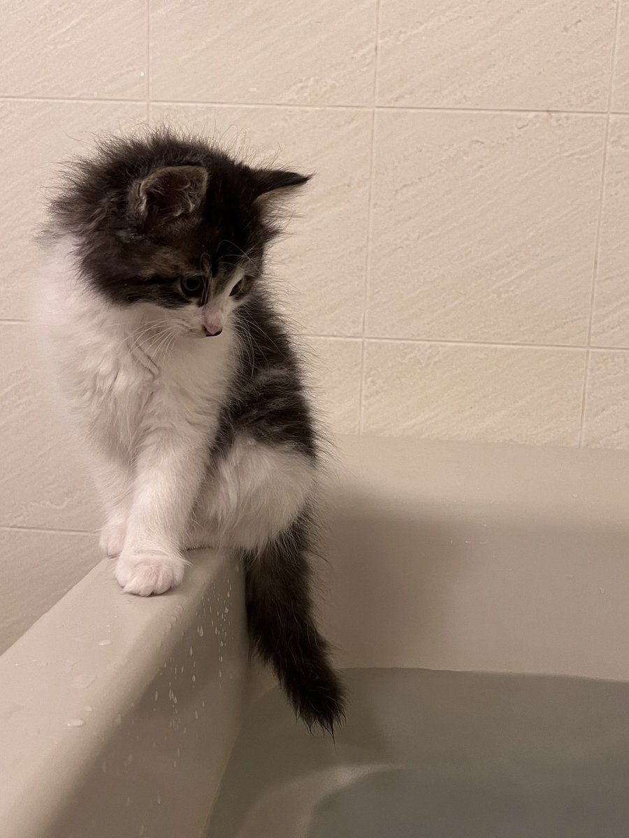 ぴょんたママ (@etsu510) / Posts and Replies / X