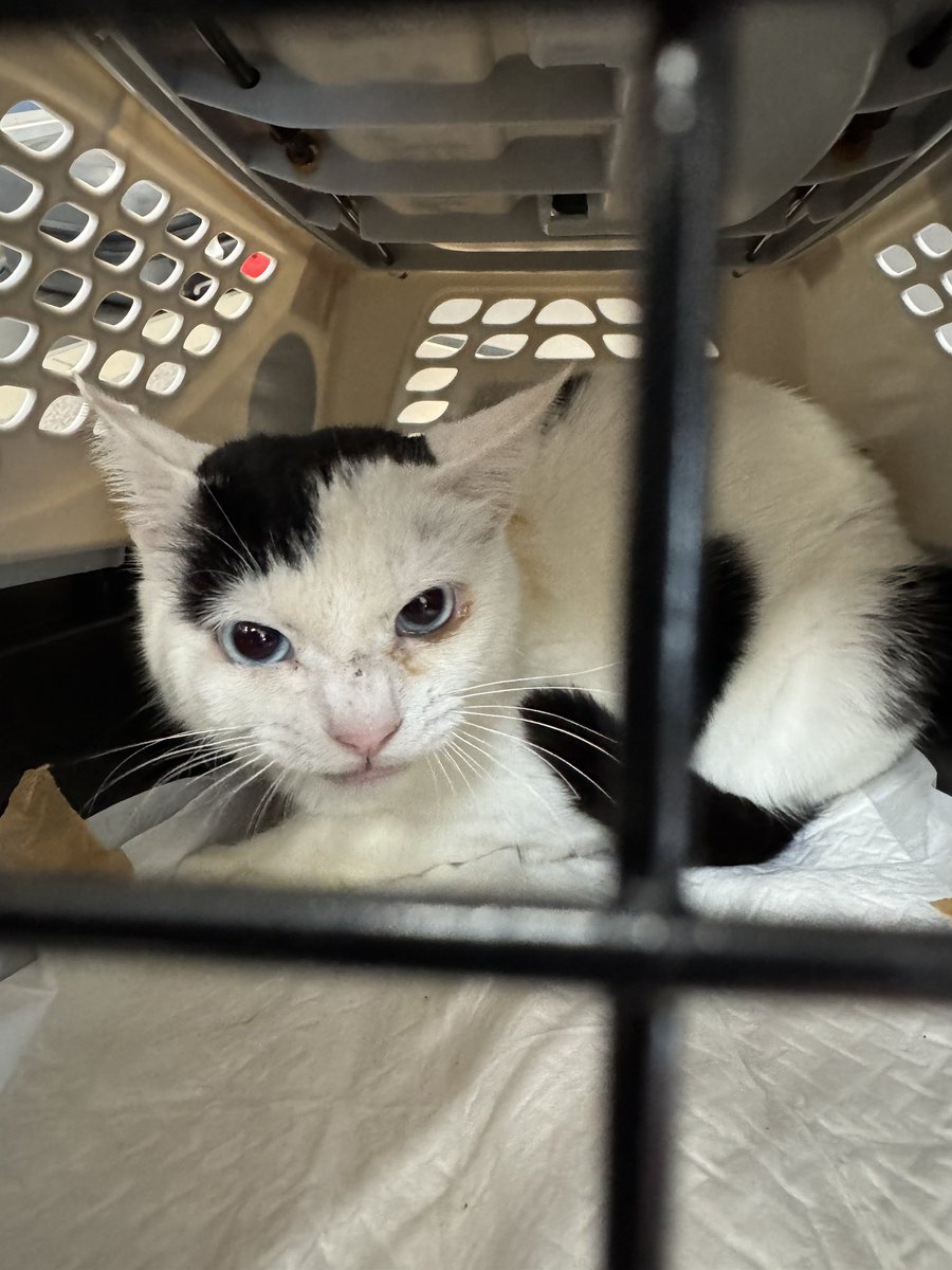 認定NPO法人CAIT SITH(ケット・シー)《公式》 (@CaitSith502) / Posts / X