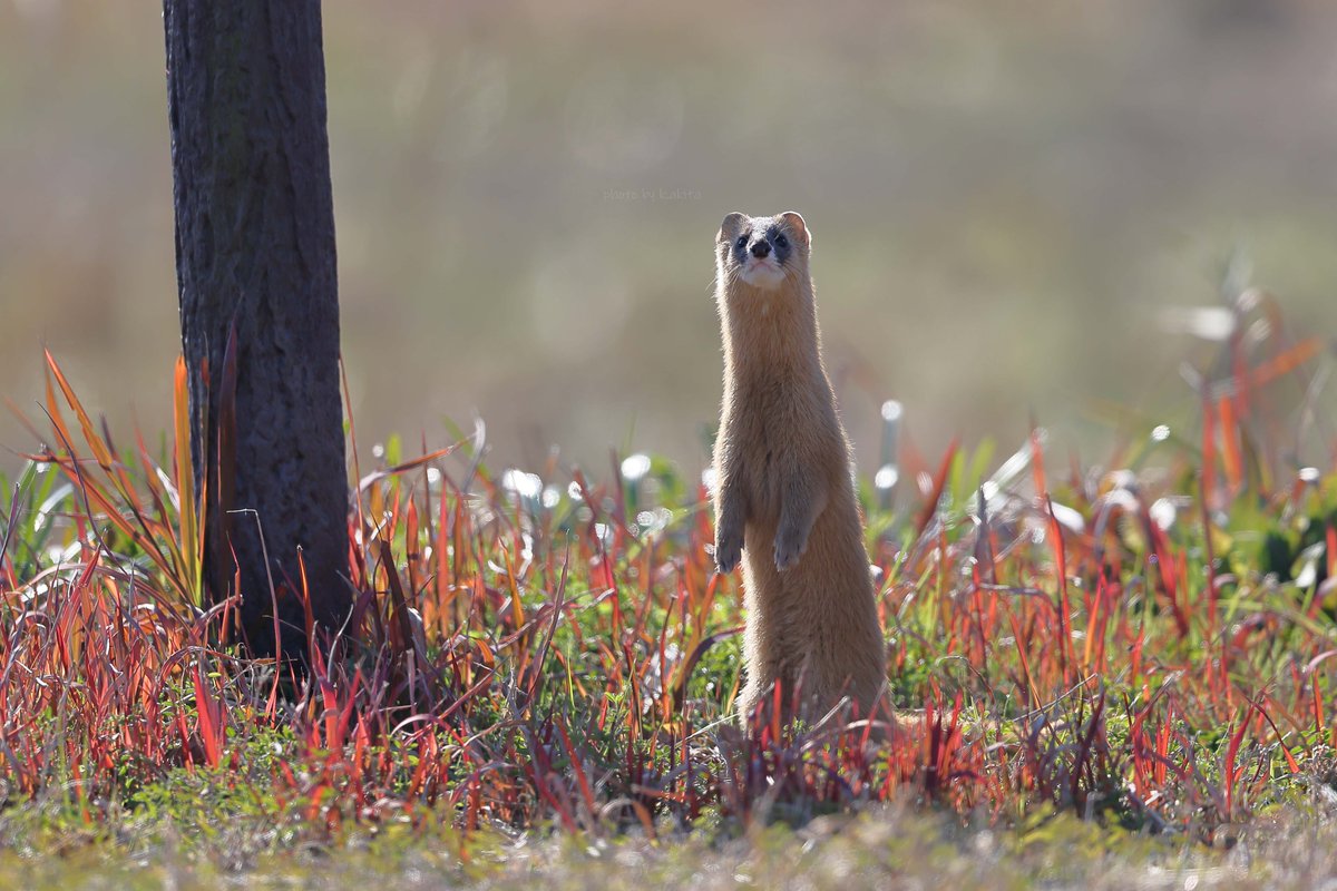 K.Akita (@400tiakka) / Posts / X